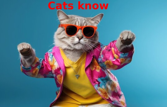 Cats know