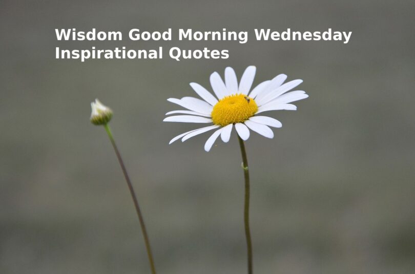 Wisdom Good Morning Wednesday Inspirational Quotes